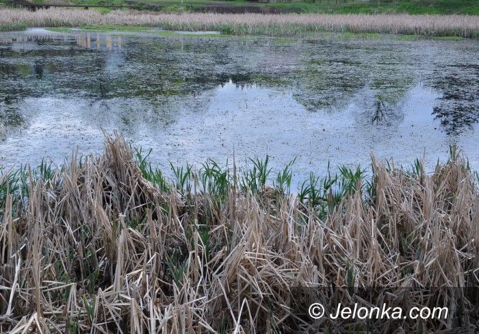 Janowice Wielkie: Czyszczenie jeziorka – dla przyrody i rekreacji