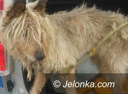 Jelenia Góra: Błąkał się pies po Orkana