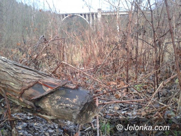 Jelenia Góra: Bobry w mieście