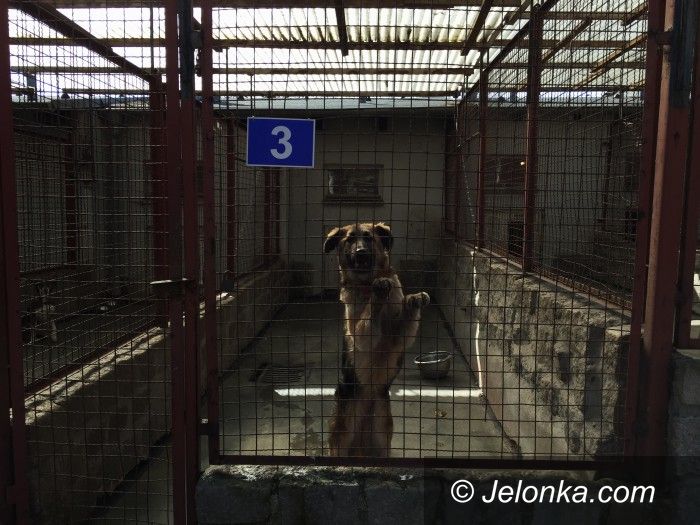 Jelenia Góra: Codzienność i wzruszające chwile w schronisku dla zwierząt