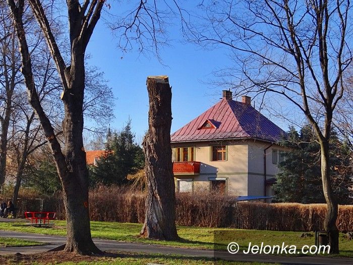 Jelenia Góra: Chore drzewa w Sobieszowie (nie) do wycięcia