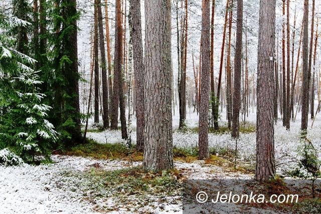 Jelenia Góra: O Zapowiedniku Berezyńskim w cyklu czwartkowym