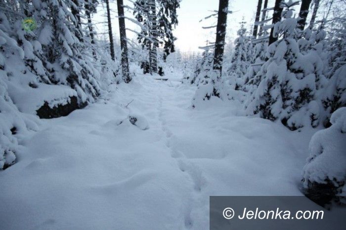Jelenia Góra: Rysie w Jagniątkowie?