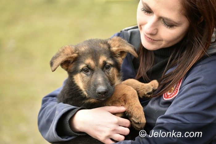 Jelenia Góra: Przygarnij psiaka z Jelonką.com