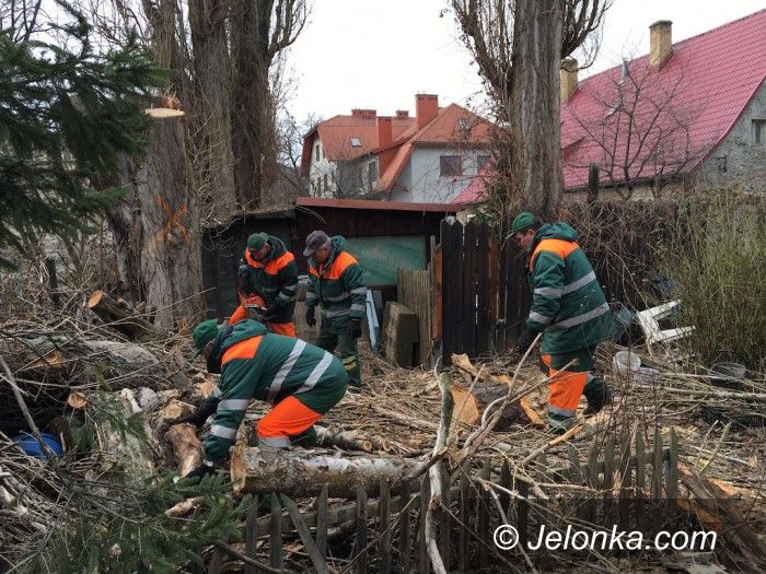 Jelenia Góra: Trwa wycinka starych i chorych drzew