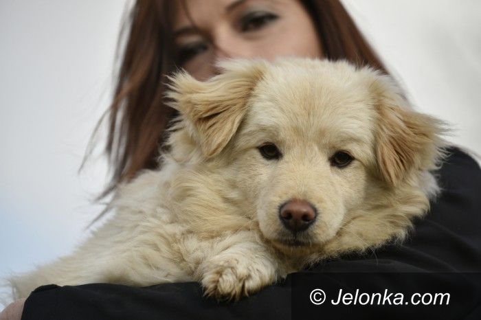 Jelenia Góra: Przygarnij psiaka z Jelonką.com