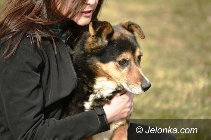 Jelenia Góra: Przygarnij psiaka z Jelonką.com