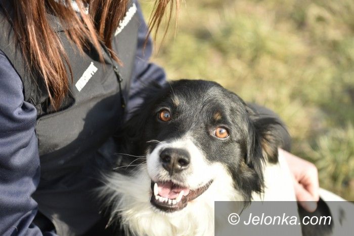 Jelenia Góra: Przygarnij psiaka z Jelonką.com