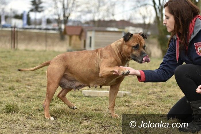 Jelenia Góra: Przygarnij psiaka z Jelonką.com