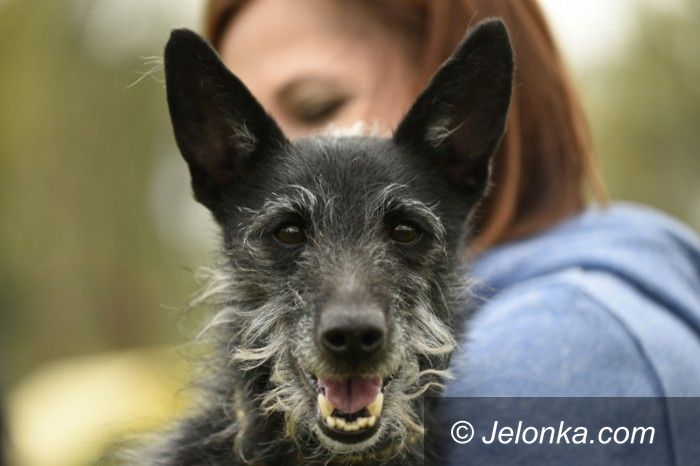 Jelenia Góra: Przygarnij psiaka z Jelonką.com