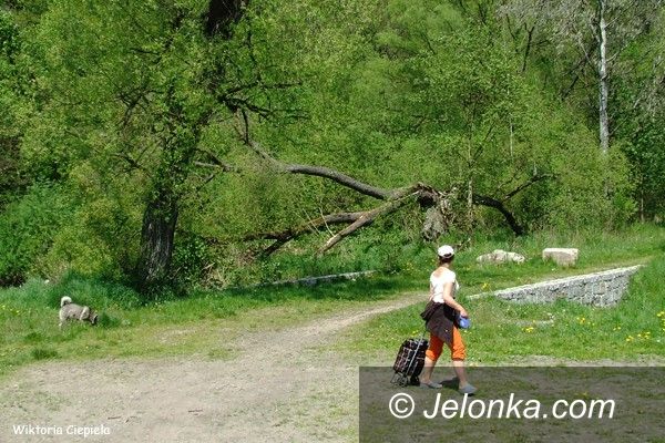 Jelenia Góra: Czytelnik: Kiedy usuną złamaną wierzbę?