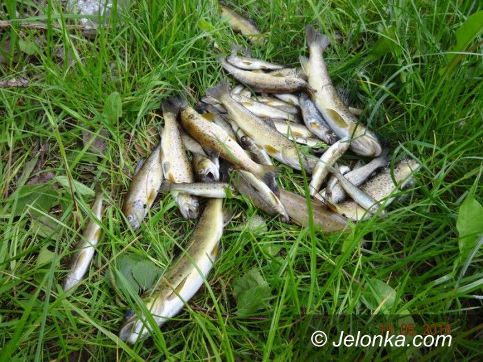 Piechowice: Śnięte ryby w Kamiennej