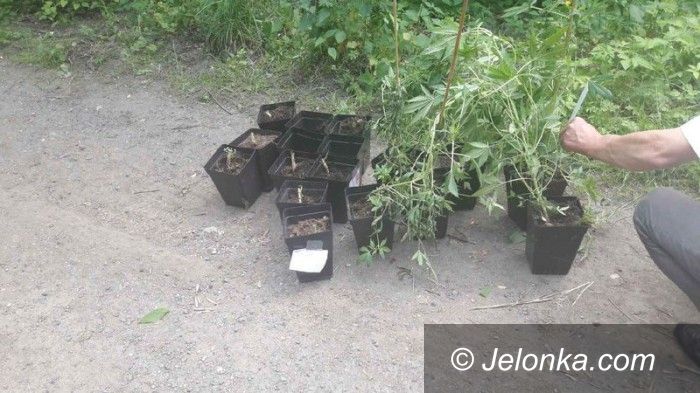 Region: Policjanci zlikwidowali uprawę konopi indyjskich