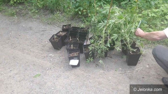 Region: Policjanci zlikwidowali uprawę konopi indyjskich