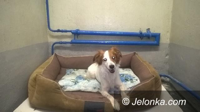 Jelenia Góra: Strażnicy zajęli się psem przywiązanym do drzewa