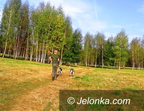 Jelenia Góra: Na Zabobrzu będzie park dla psów