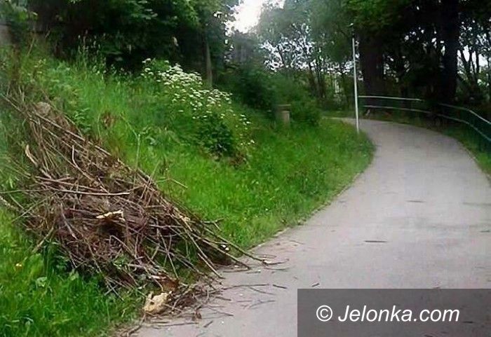 Jelenia Góra: Po złamanej wierzbie został bałagan