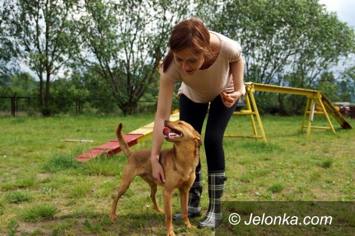 Jelenia Góra: Przygarnij psiaka z Jelonką.com