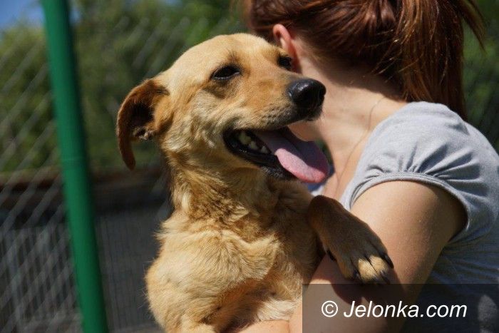 Jelenia Góra: Przygarnij psiaka z Jelonką.com
