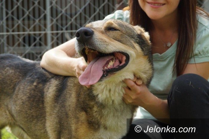 Jelenia Góra: Przygarnij psiaka z Jelonką.com