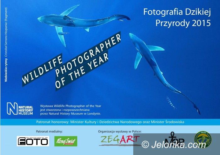 Szklarska Poręba: Piękne zdjęcia dzikiej przyrody w Szklarskiej Porębie