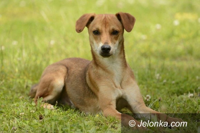 Jelenia Góra: Przygarnij psiaka z Jelonką.com