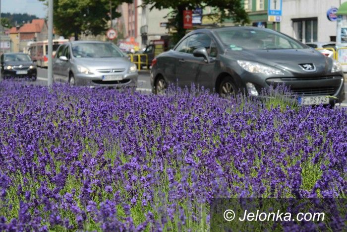 Jelenia Góra: Jelenia Góra pachnie lawendą