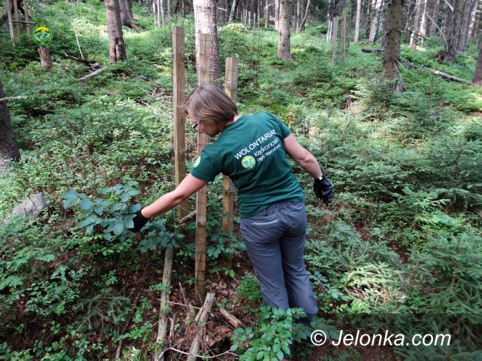 Jelenia Góra: KPN szuka jeleni? Nie. Wolontariuszy