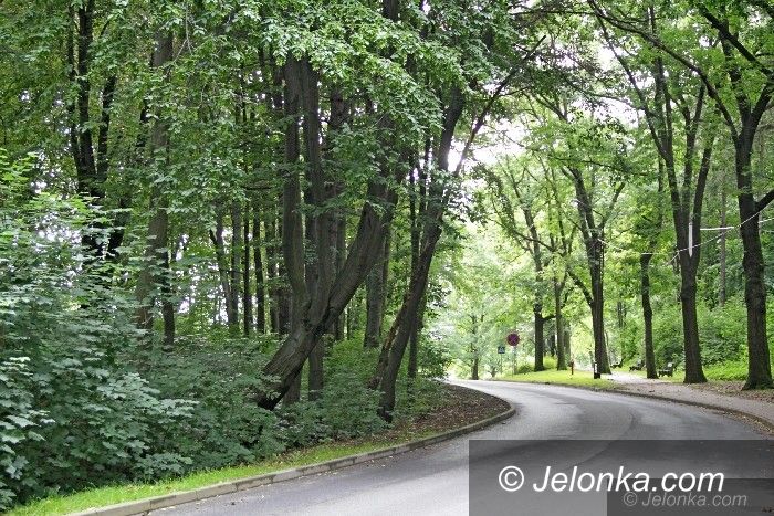 Jelenia Góra: To drzewo w każdej chwili może się przewrócić?
