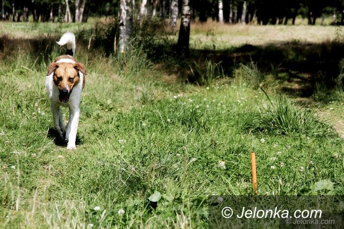 Jelenia Góra: Groźne pręty – bezmyślność, czy głupota?
