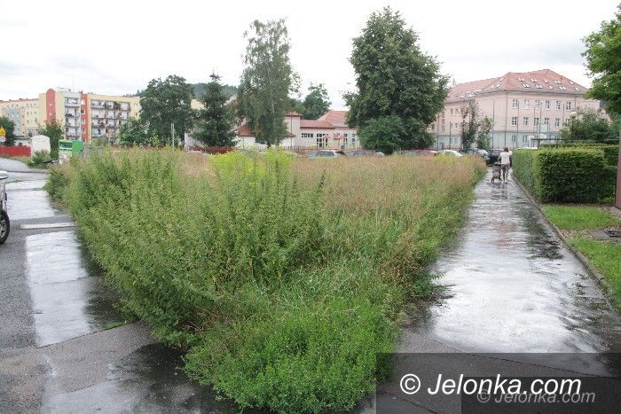 Jelenia Góra: Czytelniczka: Kto wreszcie skosi te chaszcze?