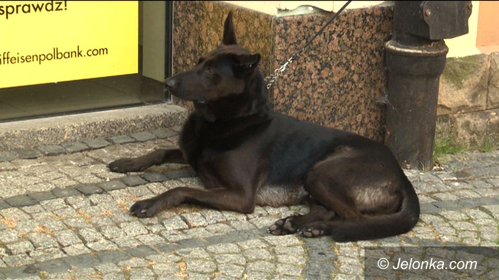 Jelenia Góra: Sprzątaj po swoim psie
