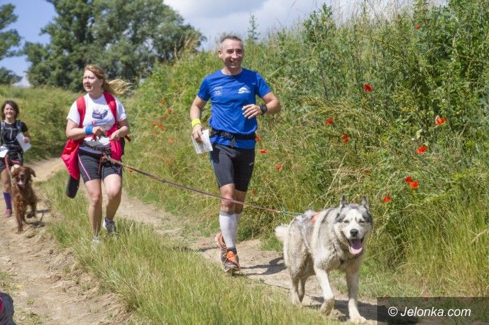 Przesieka: Nadchodzi 4. etap Pucharu Polski w Dogtrekkingu