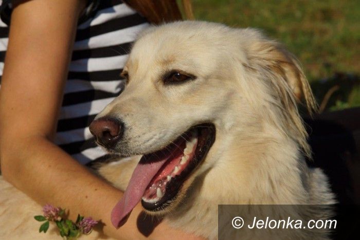 Jelenia Góra: Przygarnij psiaka z Jelonką.com