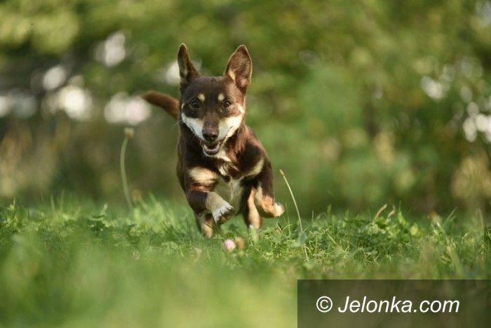 Jelenia Góra: Przygarnij psiaka z Jelonką.com