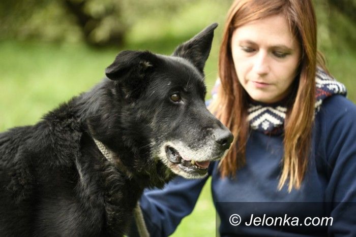 Jelenia Góra: Przygarnij psiaka z Jelonką.com