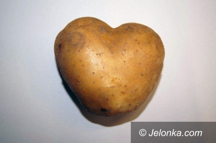 Jelenia Góra: Ziemniaczane serce dla Czytelników Jelonki.com