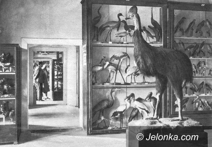 Jelenia Góra: Historia zbiorów ornitologicznych po 1945 roku