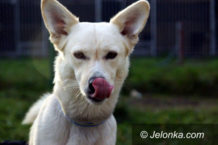 Jelenia Góra: Przygarnij psiaka z Jelonką.com