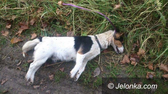 Jelenia Góra: Makabryczne odkrycie w lesie