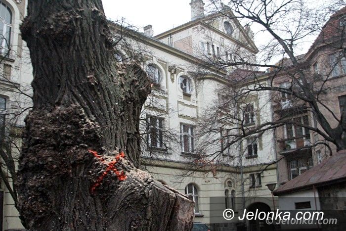 Jelenia Góra: Czytelnicy: komu przeszkadzały drzewa przy teatrze? 