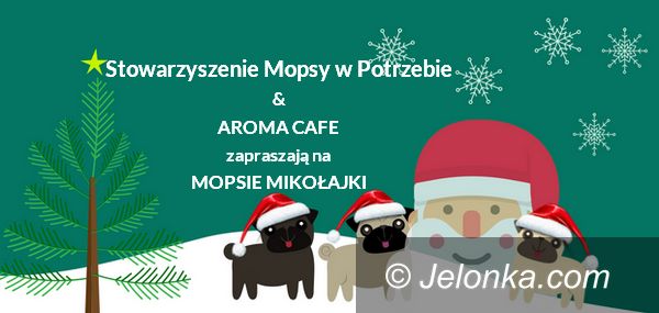 Jelenia Góra: Mopsy w potrzebie. Przyjdź na spotkanie