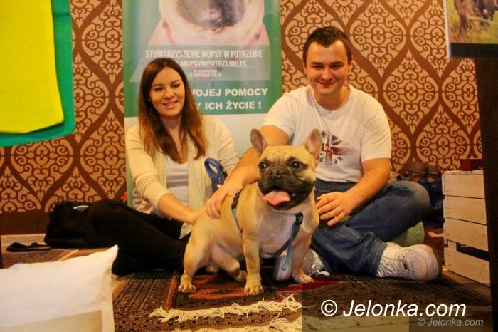 Jelenia Góra: W Jeleniej Górze kochają mopsy