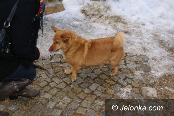 Region: Bercik – zamkowy pupil w Karpnikach