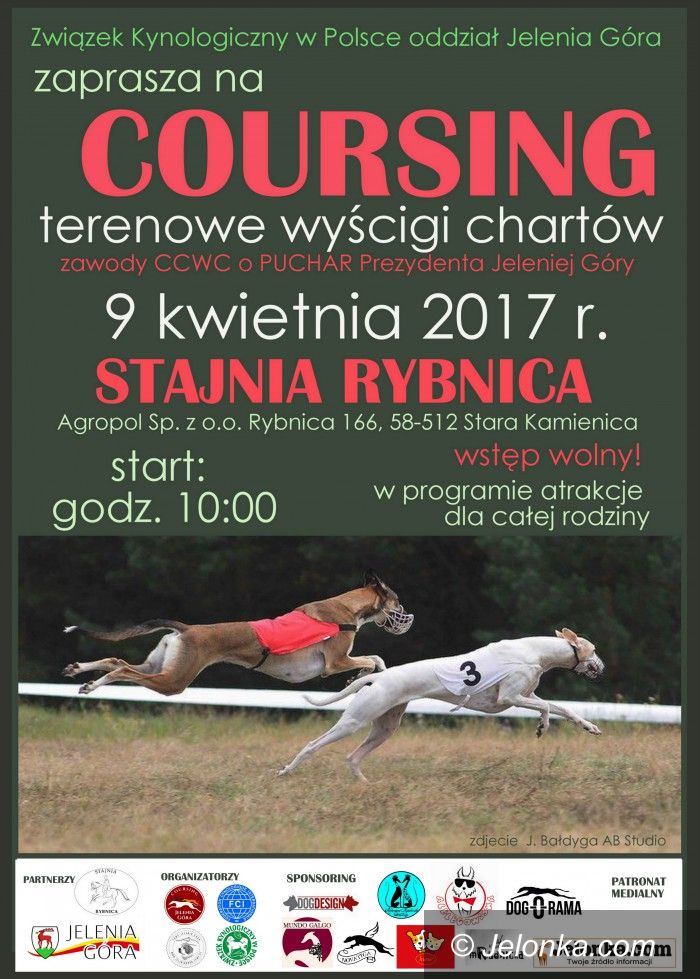 Region: Terenowe wyścigi chartów wkrótce w Rybnicy