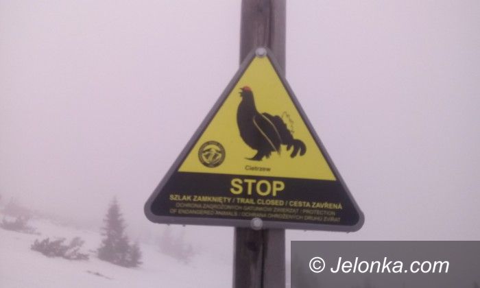 Region: Szlak zamknięty, bo są toki cietrzewi
