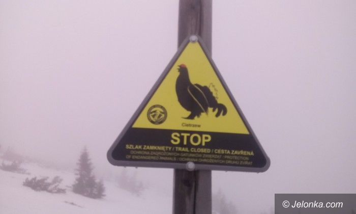 Region: Szlak zamknięty, bo są toki cietrzewi