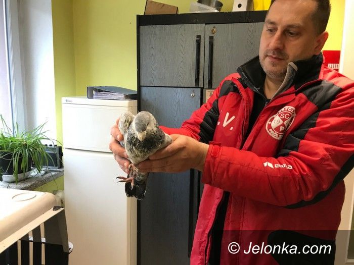 Jelenia Góra: Fruwający arystokrata w schronisku