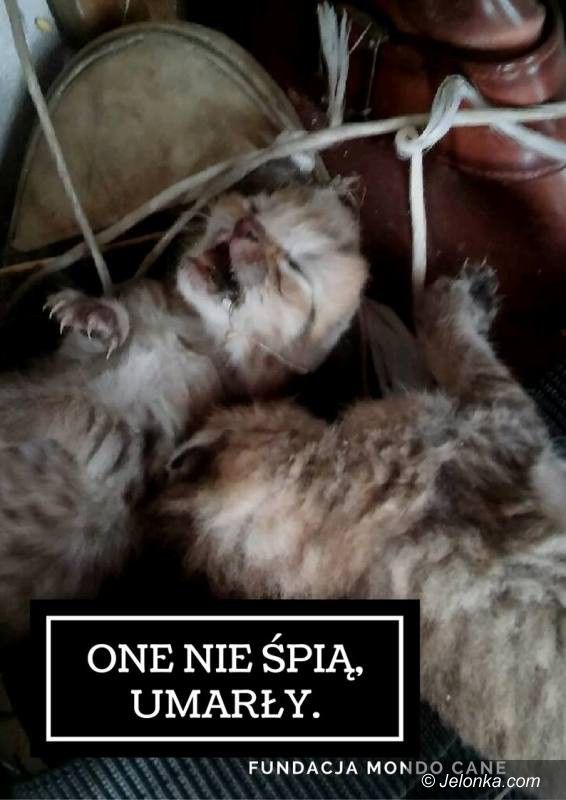 Region: „Oddam shih tzu” – a naprawdę nielegalna sprzedaż