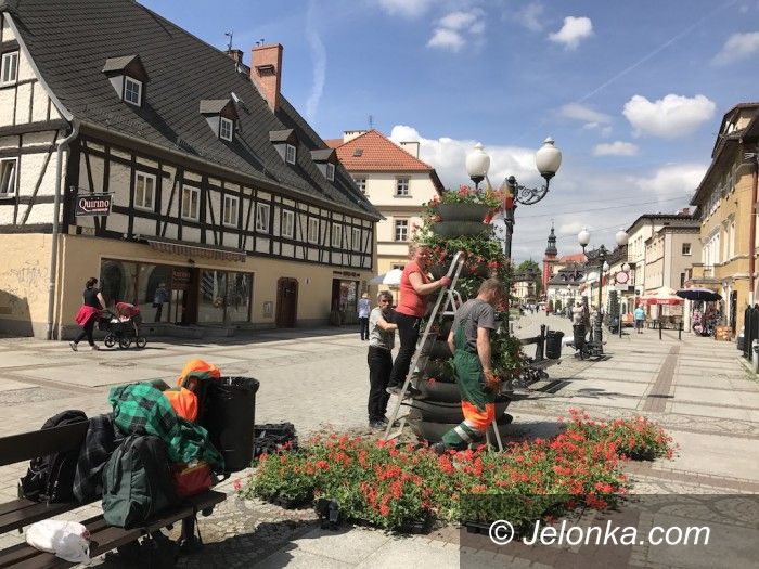 Jelenia Góra: Jelenia Góra rozkwita tysiącami kwiatów